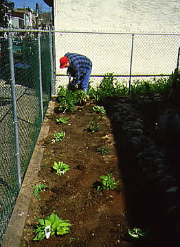 Gardening in Kensington and Fishtown